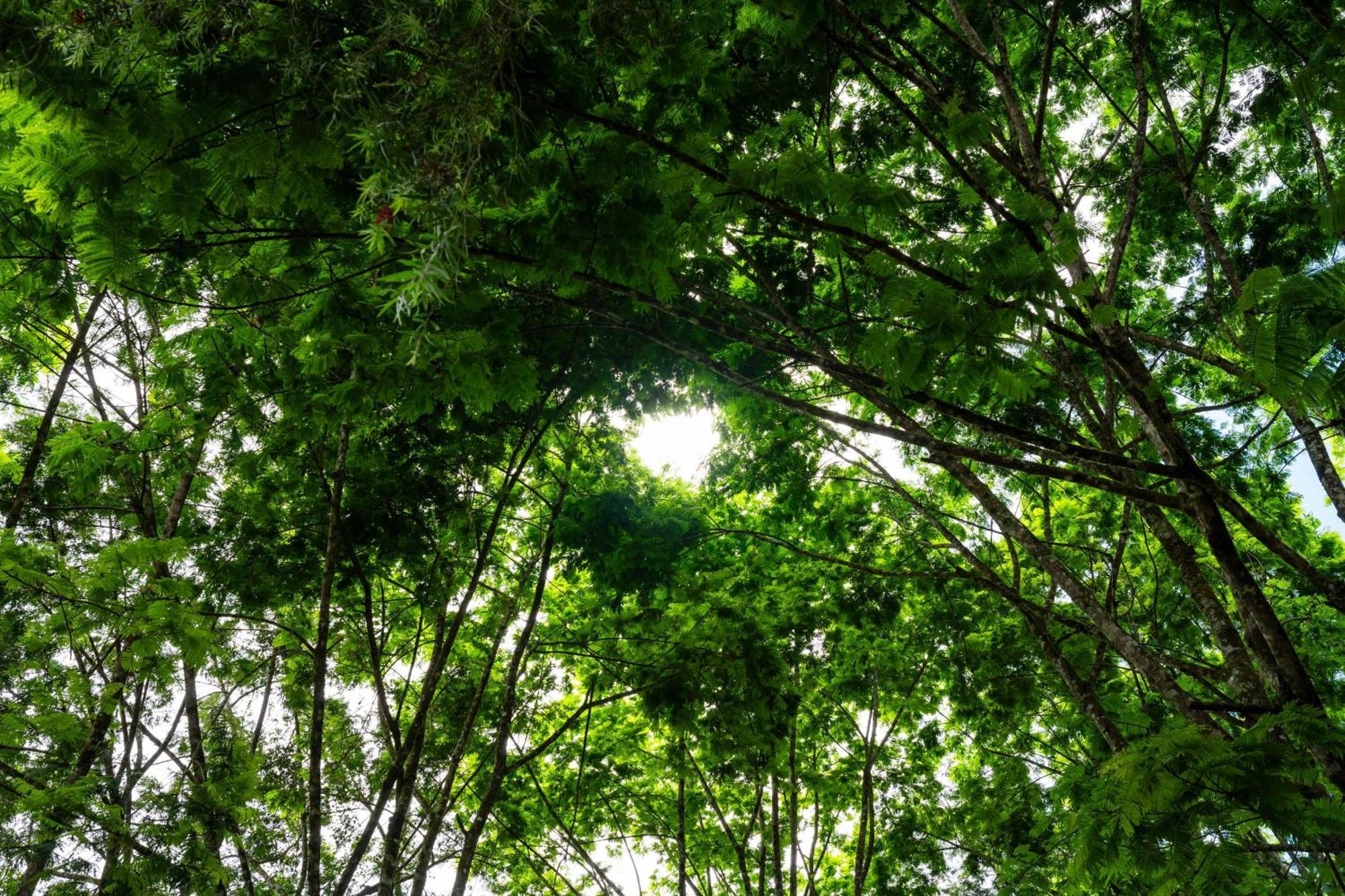 Hospedaje La Naciente Turrialba Exteriör bild